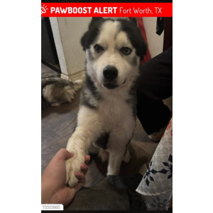 Image of Rocky, Lost Dog