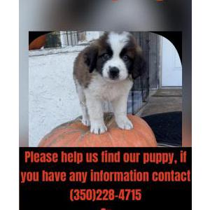 Image of Toby, Lost Dog