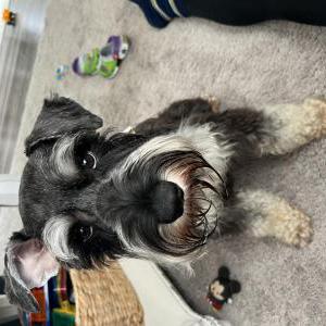 Image of Winston, Lost Dog