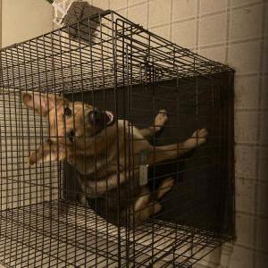 Image of Precious, Lost Dog