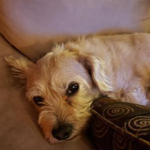 Image of Hugo, Lost Dog