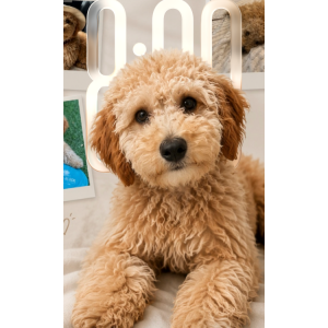 Image of Bodhi, Lost Dog