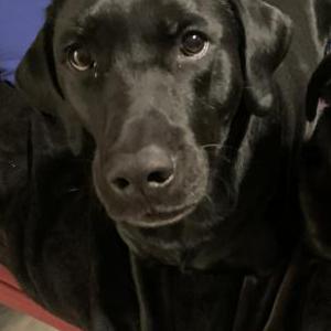 Lost 1 Zeek (Michigan)