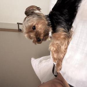 Image of Mocha, Lost Dog