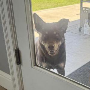 Image of Unknown, Found Dog