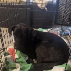 Image of Rythem, Lost Dog