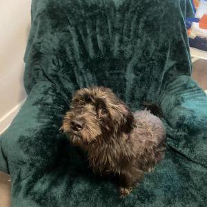 Image of Beast, Lost Dog