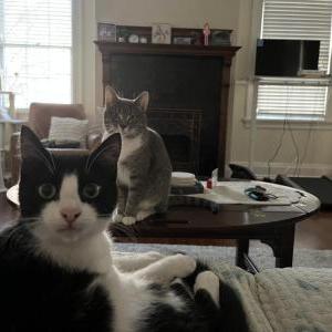 Lost 2 Mr. Tux and Clover (Georgia)