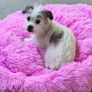 Lost 1 Scruffy (CA)