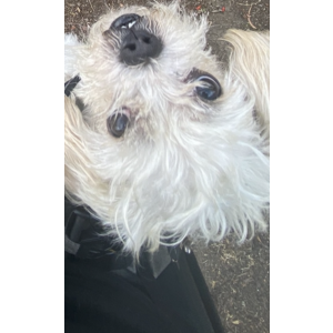 Image of Cotton, Lost Dog