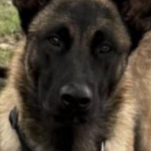 Image of Chompiras, Lost Dog