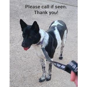 Image of Pixel, Lost Dog