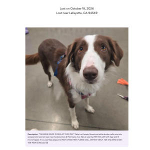 Image of Nala, Lost Dog