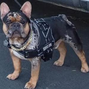 Image of Scar Rodriguez, Lost Dog