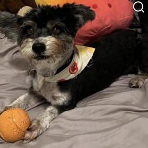 Image of Shiloh, Lost Dog