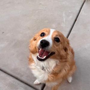Image of Unknown, Found Dog