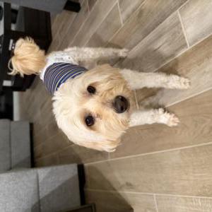 Image of Fluffy, Lost Dog