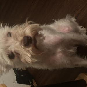 Image of Myla, Lost Dog