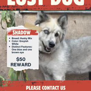 Image of Shadow, Lost Dog