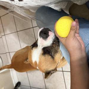 Image of Astro, Lost Dog