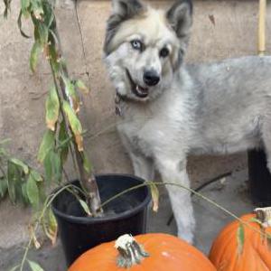 Image of Shadow, Lost Dog