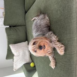 Image of Unknown, Found Dog