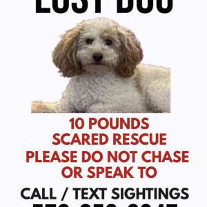 Lost 1 Pedro (PA)