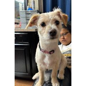 Image of Kichi, Lost Dog