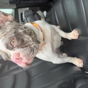 Lost 1 Scotty (Texas)