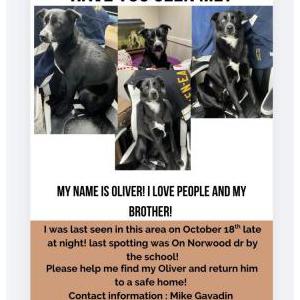 Image of Oliver, Lost Dog