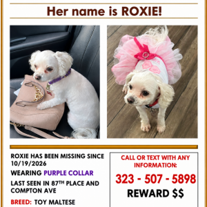 Image of Roxie, Lost Dog