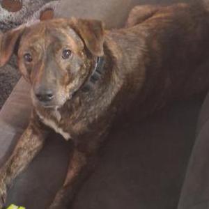 Image of Brindle the puppy, Lost Dog