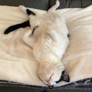 2nd Image of Dakota, Lost Cat