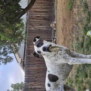 Lost 1 Winnie (Colorado)