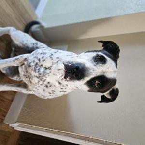2nd Image of Winnie, Lost Dog