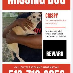 Image of Crispy, Lost Dog