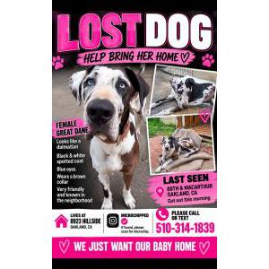 Lost 1 Salome (CA)
