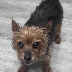 Image of Unknown, Found Dog