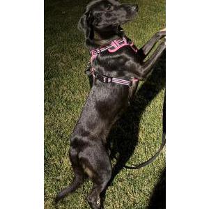 Lost 1 Hazel (New Jersey)