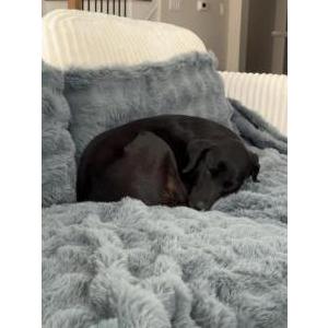 2nd Image of Hazel, Lost Dog