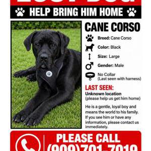 Image of Panther Nova, Lost Dog