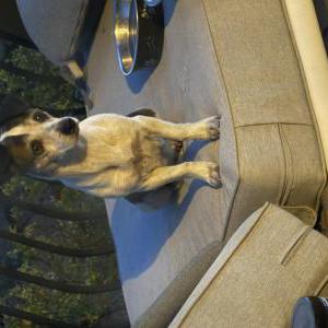 2nd Image of Unknown, Found Dog