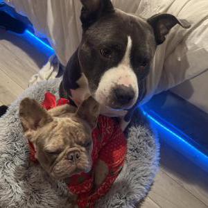 Lost 1 Bandit (Washington)