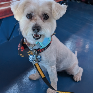 Lost 1 Snowball (California)