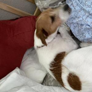 Lost 1 Jake (California)