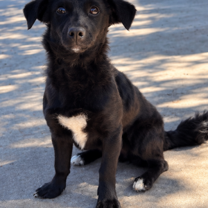 Image of Unknown, Found Dog