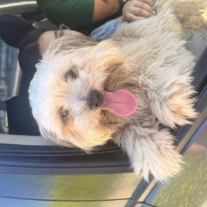 Image of Unknown, Found Dog