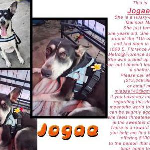 Image of Jogae, Lost Dog