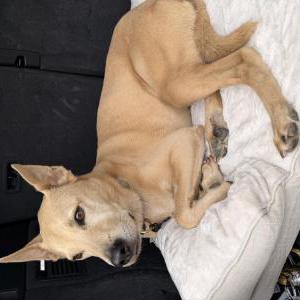 Lost 1 Harper (California)