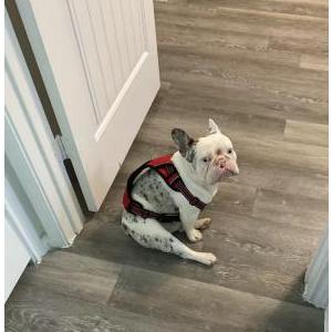 Image of Xan, Lost Dog